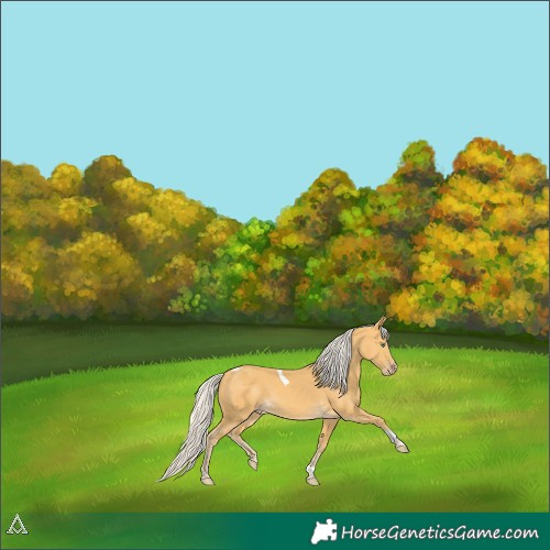 Horse Color:Silver Amber Cream Champagne Tobiano 
