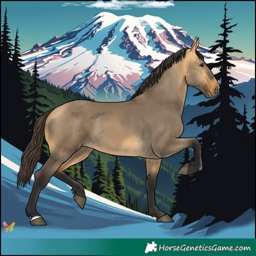 Horse Color:Buckskin Dun