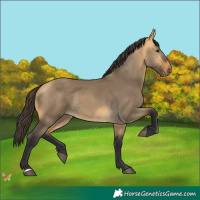 Horse Color:Buckskin Dun