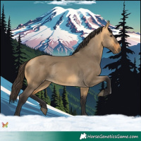 Horse Color:Buckskin Dun 