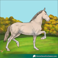 Horse Color:Perlino 
