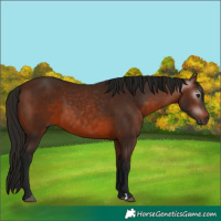 Horse Color:Gray Bay 