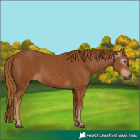 Horse Color:Gray Chestnut 