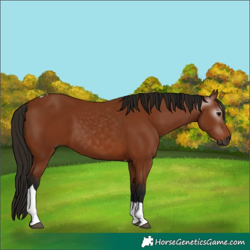 Horse Color:Gray Bay Tobiano 