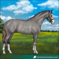 Horse Color:Smoky Grullo Varnish Rabicano 