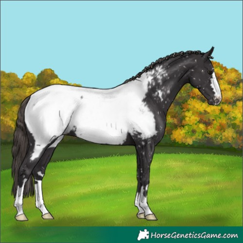 Horse Color:Smoky Black Appaloosa 