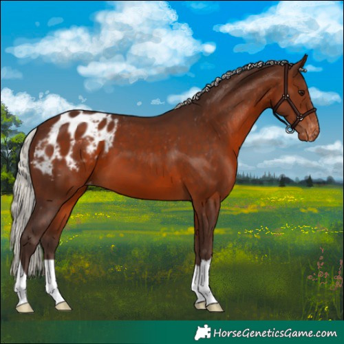 Horse Color:Silver Brown Appaloosa 