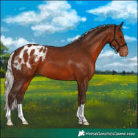Horse Color:Silver Brown Blanket