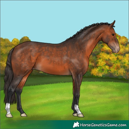 Horse Color:Bay Appaloosa 