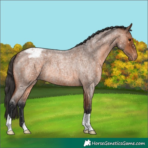 Horse Color:Bay Roan Appaloosa 