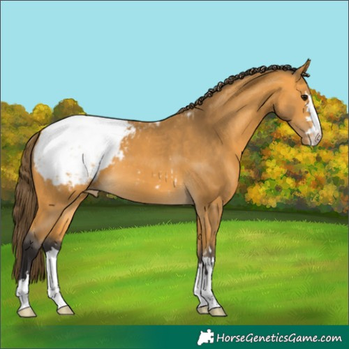 Horse Color:Buckskin Appaloosa 