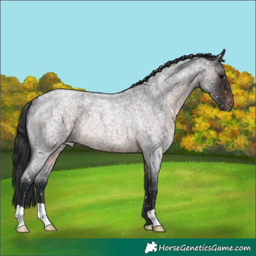 Horse Color:Brown Roan Appaloosa Rabicano 