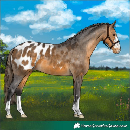 Horse Color:Buckskin Appaloosa