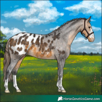 Horse Color:Buckskin Blanket 