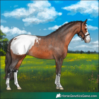 Horse Color:Bay Snowcap 
