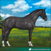 Horse Color:Smoky Black Varnish 