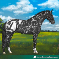 Horse Color:Black Appaloosa