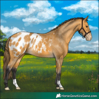 Horse Color:Buckskin Appaloosa