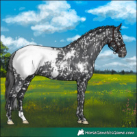 Horse Color:Black Appaloosa