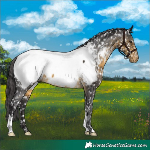 Horse Color:Buckskin Near Fewspot 