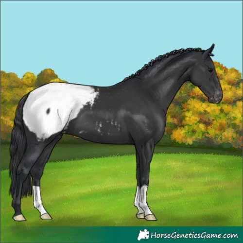 Horse Color:Black Snowcap 