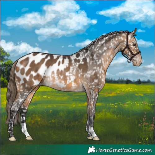 Horse Color:Buckskin Appaloosa Rabicano 
