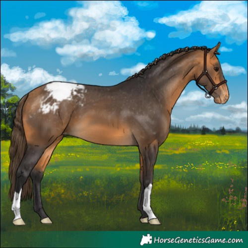 Horse Color:Buckskin Snowcap 