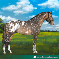 Horse Color:Buckskin Appaloosa Rabicano 