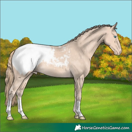 Horse Color:Perlino Appaloosa 