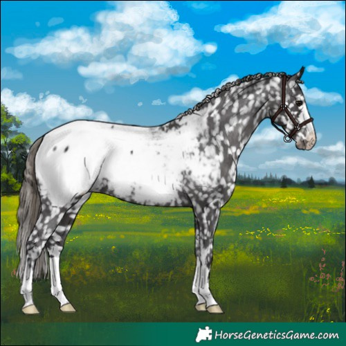 Horse Color:Smoky Black Appaloosa 