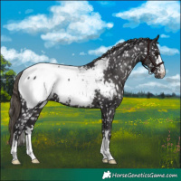 Horse Color:Smoky Black Appaloosa 