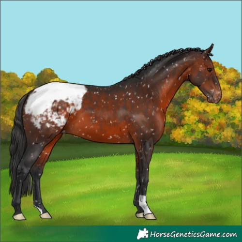Horse Color:Brown Appaloosa 