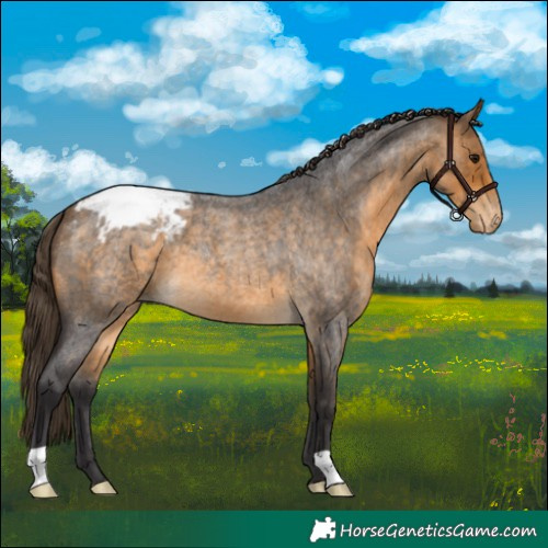 Horse Color:Buckskin Roan Appaloosa 