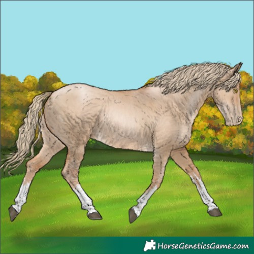 Horse Color:White Spotted Red Dun Pearl 