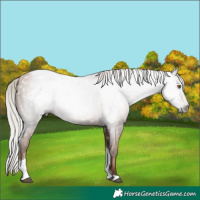 Horse Color:Gray Silver Black Pearl Tobiano 