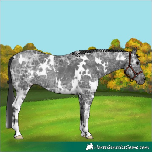 Horse Color:White Spotted Black Ice Rabicano