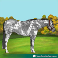 Horse Color:White Spotted Black Ice Rabicano 