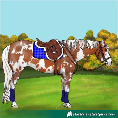 Horse Color:White Spotted Silver Bay Sabino 