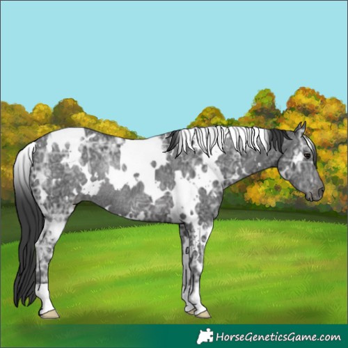 Horse Color:White Spotted Black Ice Rabicano 