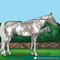 Horse Color:White Spotted Silver Black Ice Rabicano