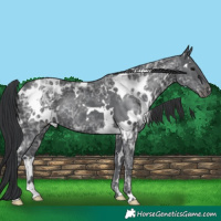Horse Color:White Spotted Black Ice Rabicano 