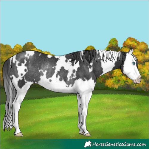 Horse Color:White Spotted Black Splash Rabicano 