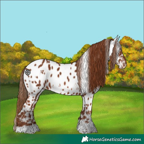 Horse Color:White Spotted Chestnut Appaloosa 