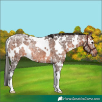 Horse Color:White Spotted Brown Ice Rabicano 