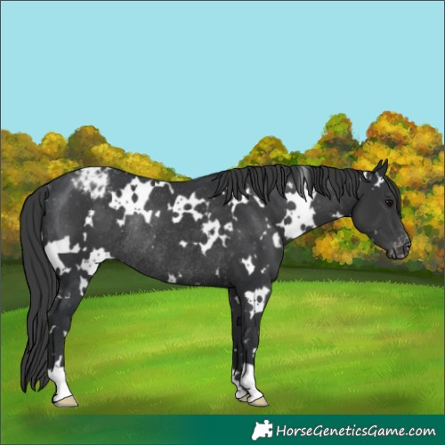 Horse Color:White Spotted Black Appaloosa Rabicano 