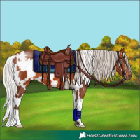 Horse Color:White Spotted Silver Bay 