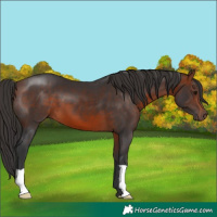 Horse Color:Bay 