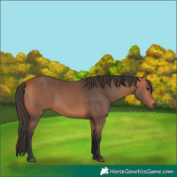Horse Color:Bay 