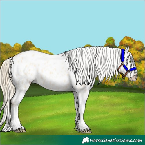 Horse Color:Gold Champagne Roan Dun Splash Tobiano Frame Blanket Rabicano 