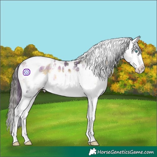 Horse Color:Plaid  White Spotted Buckskin Ice Onyx Splash Tobiano Appaloosa Rabicano 